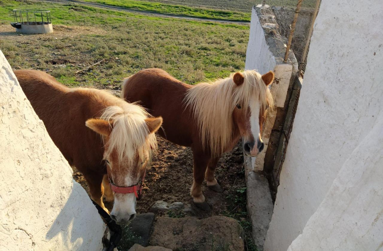 Casa Rural Bini Aumaia Es Mercadal Bagian luar foto