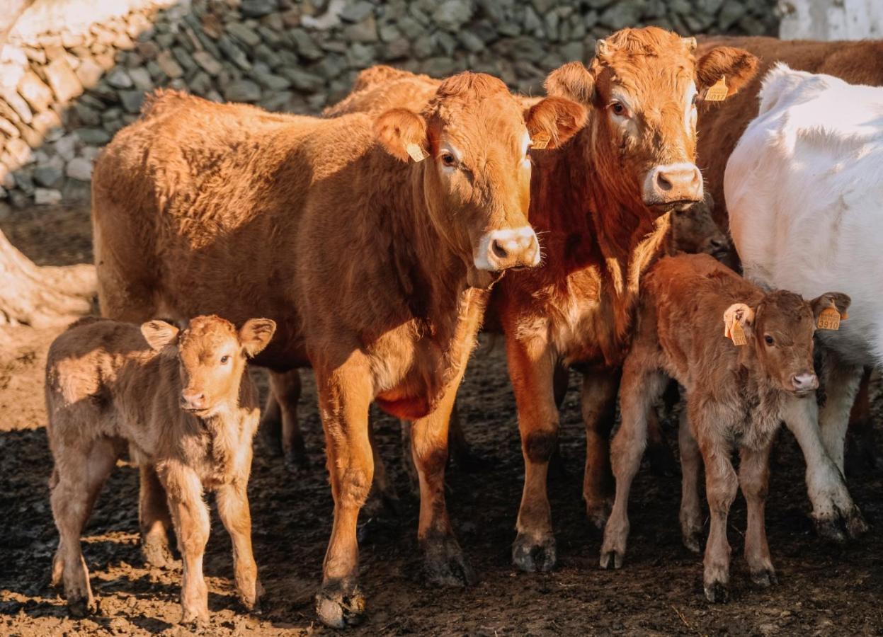 Casa Rural Bini Aumaia Es Mercadal Bagian luar foto
